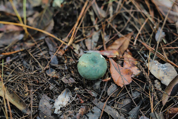 Tiny Green Russula Mushroom Among Pine Needles And Fallen Leaves