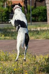 cane © Paolo
