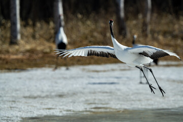 Fototapeta premium landing red crowned crane in Hokkaido