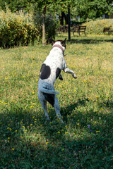 cane © Paolo