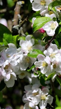 Apple tree branch blossoming in spring