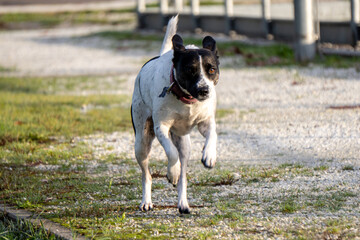 cane © Paolo