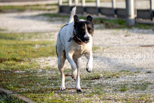 cane