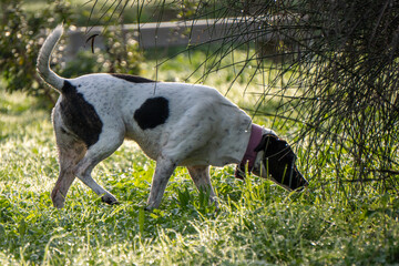 cane © Paolo