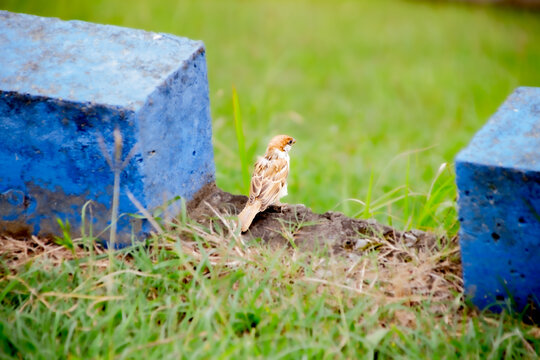 Small Bird Standing Between Blue Concrete Blocks On Grass Outdoors