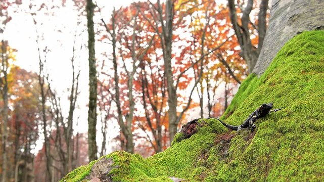 Looking at camera, the fire salamander in the autumn season (Salamandra salamandra)