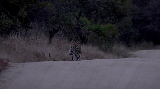  Leopardess walking away on the gravel road- early morning