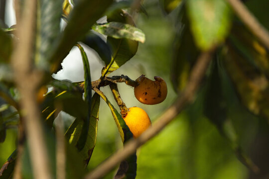 Ripe loquat fruits on leafy branch in warm sunlight