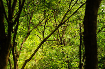 Fototapeta premium Two Small Birds Perched on a Branch in Lush Green Forest