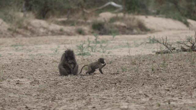 Chacma baboons in a dry riverbed.