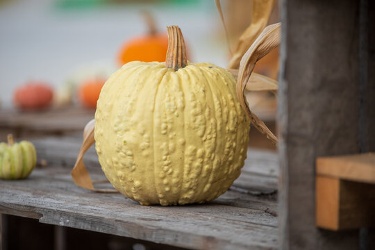 Gelber Warzenk&uuml;rbis (Cucurbita pepo) mit markanter strukturierter Schale auf rustikalem Holz. Dekoratives Herbstmotiv mit geringer Sch&auml;rfentiefe f&uuml;r Ernte