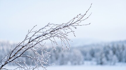 Obraz premium Frost Covered Winter Branches with Delicate Ice Detail, Frozen Tree Branches in a Soft Winter Landscape, Icy Branches with White Frost Texture, Winter wallpaper, Desktop wallpaper