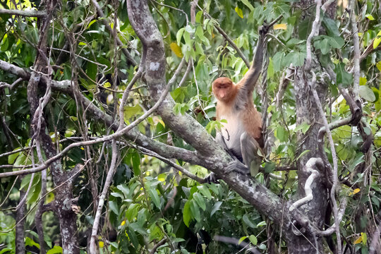 Proboscis monkey, Nasalis larvatus, sitting on a tree branch and holding an overhead branch among dense tropical forest vegetation in Borneo