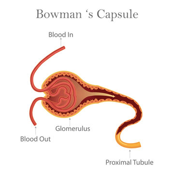 Anatomical diagram of a bowman capsule and glomerulus within the nephron with kidney anatomy renal system human anatomy medical illustration.