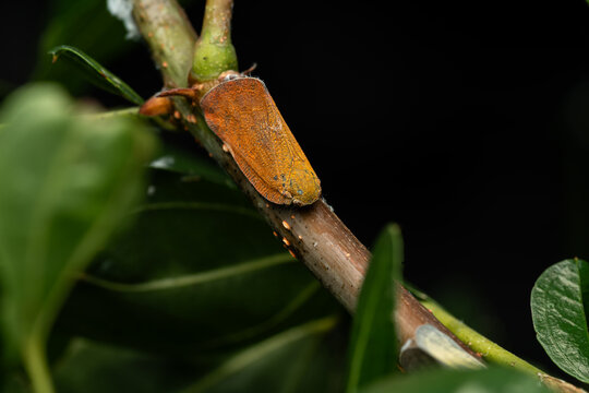 Brown ricaniid planthopper resting on a tree branch