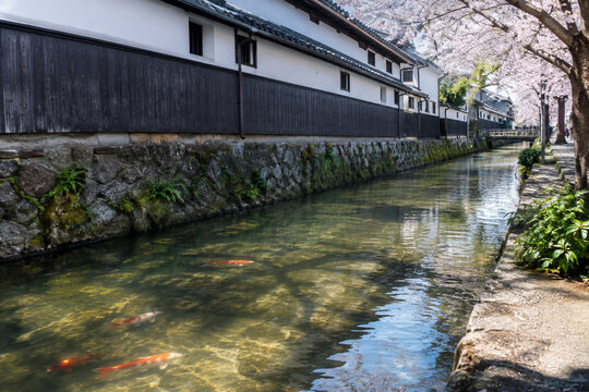 	
Koi Swimming in a Canal Beside White Storehouses
Orange and white koi glide through clear shallow water in a stone-lined canal running past black-timbered white storehouses under blooming cherry bra
