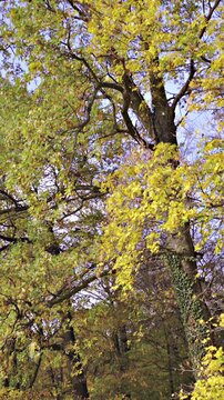 Colorful trees in fall with yellow, brown and green leaves