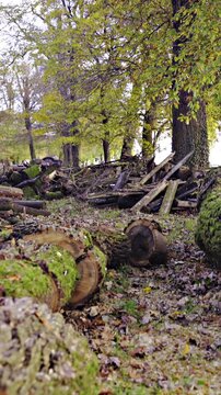 Moving over pile of fresh logging wood in forest
