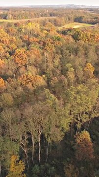 Aerial colorful forest in fall with fly over on a sunny day
