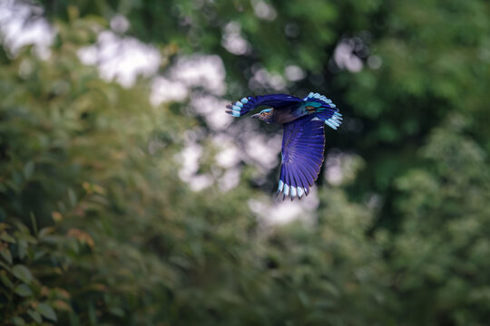 stunning Indochinese Roller, Coracias affinis, bird captures the eye as it glides swiftly in mid-air, wide, powerful wings, rich purple, intense indigo, bright cyan bands against soft green foliage