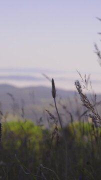 Grass in wind with valley in background out of focus