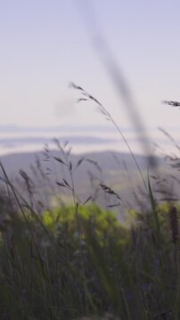 Grass in wind with valley in background out of focus