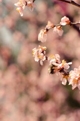 Bee Pollinating Pink Spring Blossoms © BuiThi