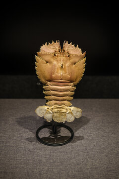 Preserved slipper lobster specimen displayed from below