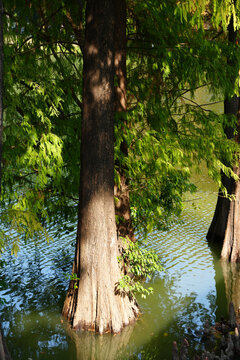 Bald Cypress Trees Standing in Calm Wetland Water