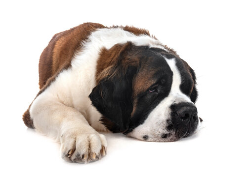 saint bernard in studio