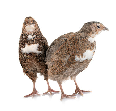 Japanese quail in studio