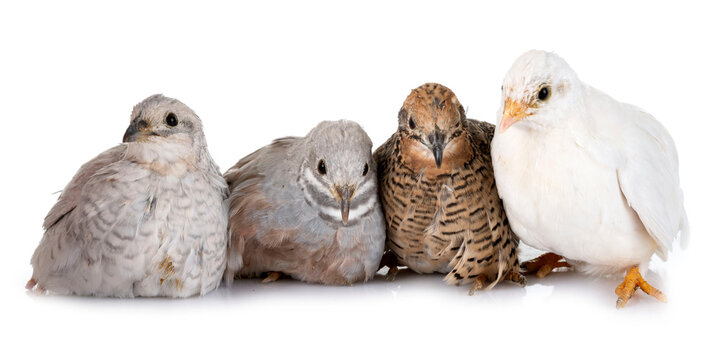 King quail in studio