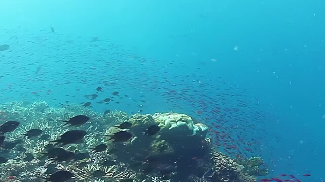 Dark Reef Fish Swim over Coral while a School Gathers in Blue Water. Several dark fish pass above the coral foreground as a broad school of smaller fish gathers farther into the blue water.