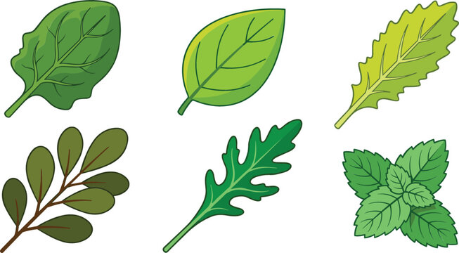 Fresh Salad Greens and Culinary Herb Vector Illustration Set with Spinach, Kale, Mint, Basil, and Arugula Leaves for Healthy Food Cooking Designs