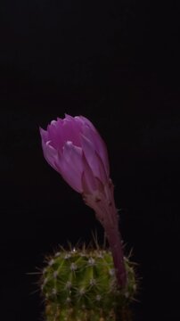 Beautiful Pink Echinopsis Cactus Flower Opening in Time Lapse