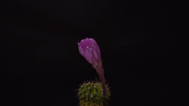 Pink Echinopsis Cactus Flower Opening and Blooming in Time Lapse