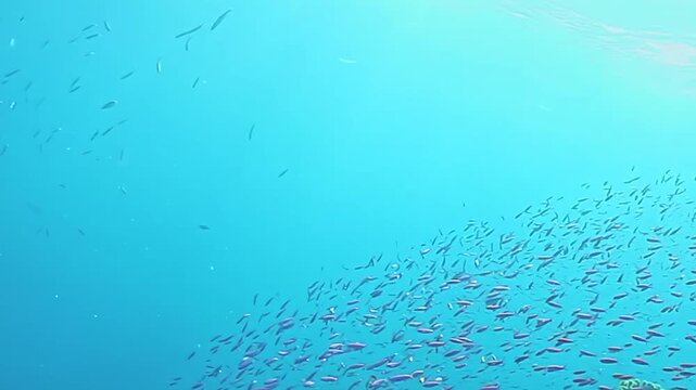 School of Small Reef Fish Streams along a Coral Reef Slope. A compact school follows the reef slope through clear water, with coral habitat and darker reef structure visible below.