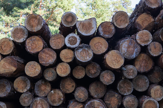 Cut pine trunks with marked ends arranged in a large stack at a logging site, showing forestry work, timber storage and industrial wood production.