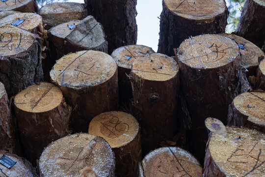 Cut pine trunks with marked ends arranged in a large stack at a logging site, showing forestry work, timber storage and industrial wood production.