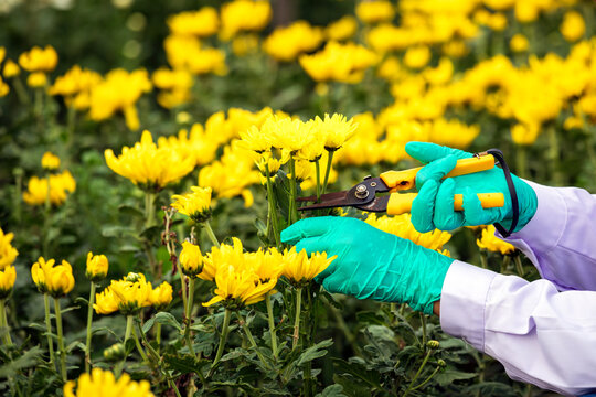 Gardener pruning yellow chrysanthemum flowers with shears and protective gloves in garden, showing horticulture, plant care, maintenance and seasonal outdoor work