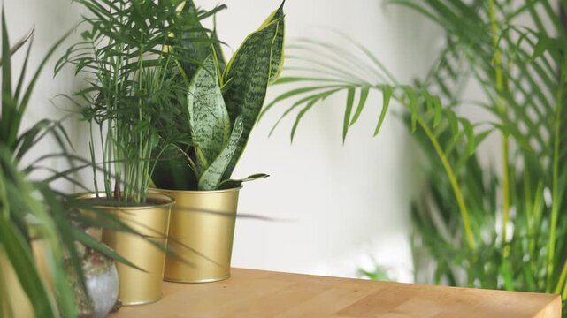 A static shot capturing green leaves of diverse plants on a wooden surface, showcasing lush greenery and a bright indoor environment