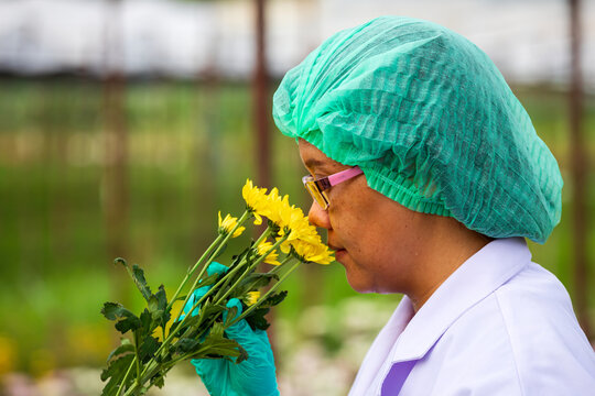Flower worker smelling yellow chrysanthemum bouquet while wearing gloves, glasses and protective cap in garden, showing horticulture, quality inspection, freshness and plant care