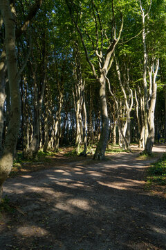 Sunlight Between Old Trees in the Ghost Forest Near Nienhagen on the Baltic Sea