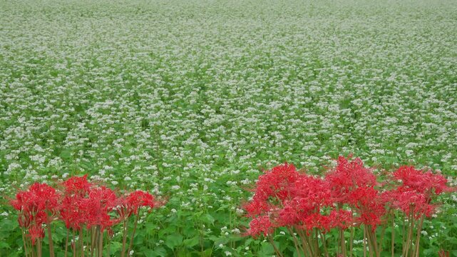 蕎麦の花と彼岸花