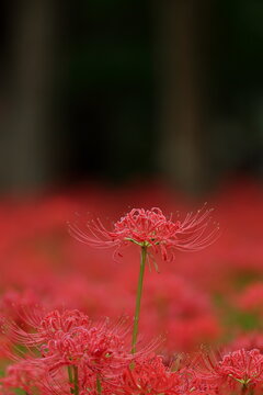 Japanese autumn nature landscape with a field of blooming red spider lilies in Yachiyo, Chiba / 日本の秋の自然風景 満開の彼岸花・曼珠沙華の群生 千葉・八千代 村上緑地