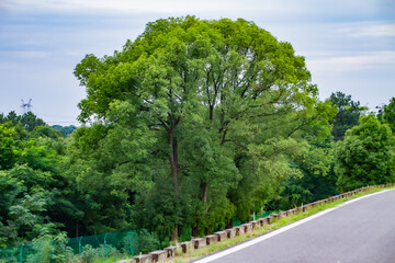 Obraz premium Winding country road beside lush green trees under cloudy sky