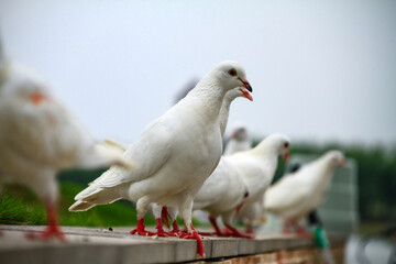 Obraz premium White pigeons gathered on a stone ledge outdoors