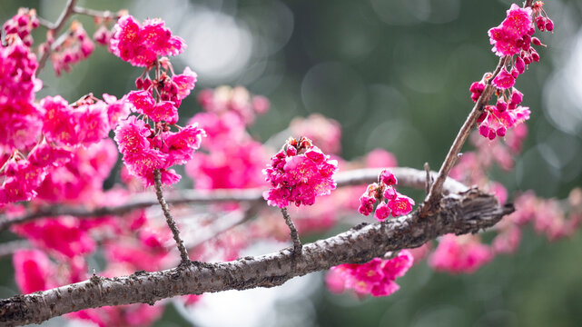 Bright Pink Cherry Blossoms - Wuhan University, Yunnan, China