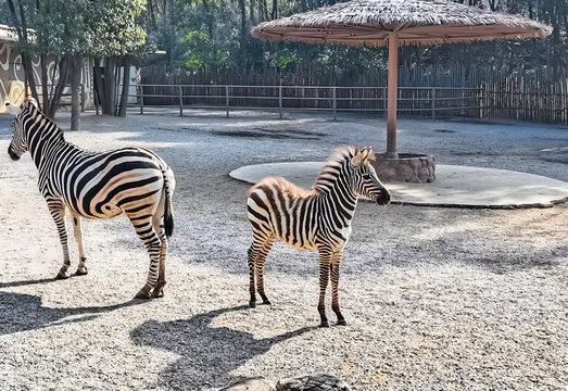 Mother Zebra and Cub in Zoo Habitat
