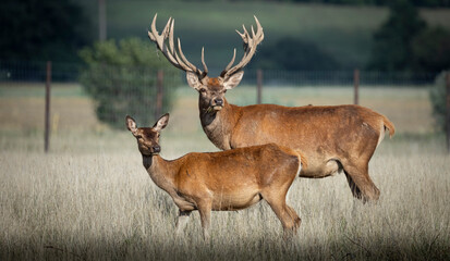 Fototapeta premium Red deer stag with large antlers and hind standing together in field